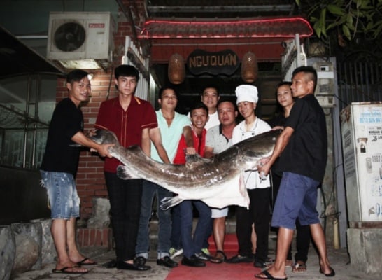 Nhà hàng Ngư Quán "săn" được cá lăng "siêu khủng" nặng 70kg được xếp vào hạng "xưa nay hiếm".