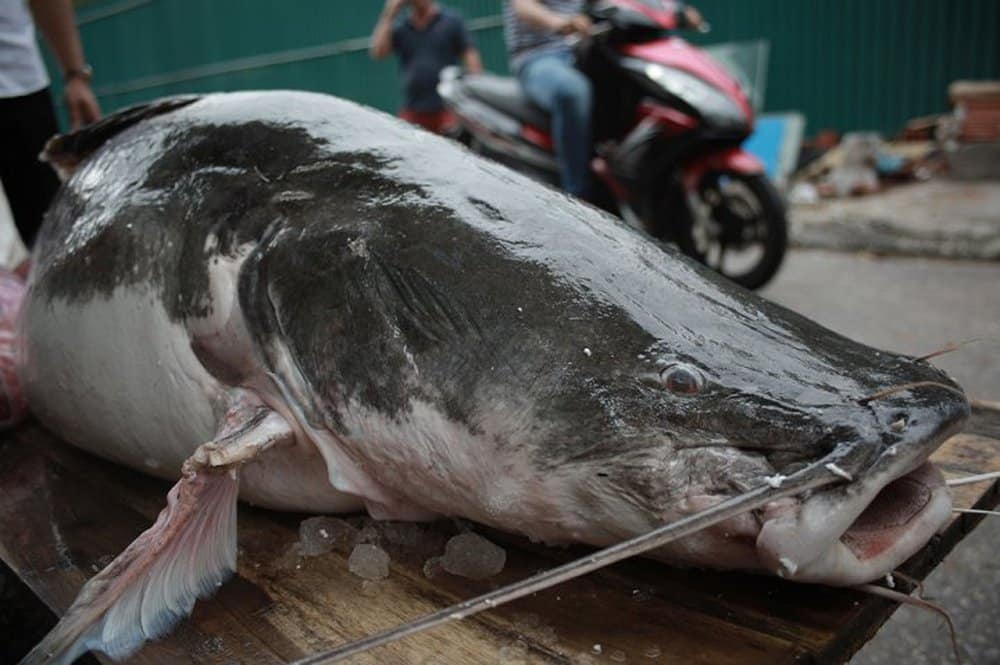 Cặp cá lăng khổng lồ nặng 300kg bơi từ Campuchia về Hà Nội - Ảnh 2.