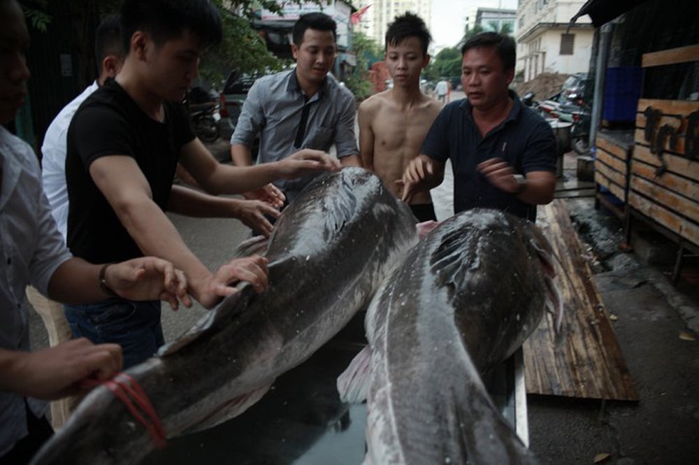 Cặp cá lăng khổng lồ nặng 300kg bơi từ Campuchia về Hà Nội - Ảnh 3.