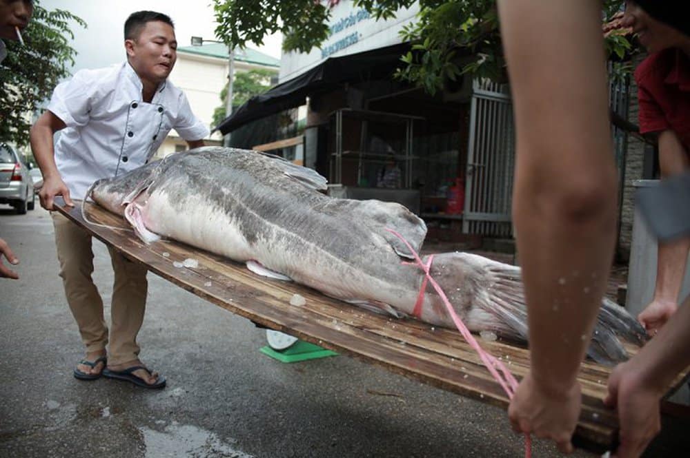 Cặp cá lăng khổng lồ nặng 300kg bơi từ Campuchia về Hà Nội - Ảnh 4.