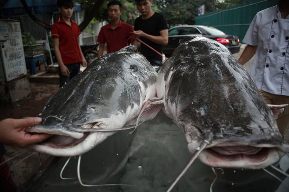 Cặp cá lăng khổng lồ nặng 300kg bơi từ Campuchia về Hà Nội - Ảnh 1.