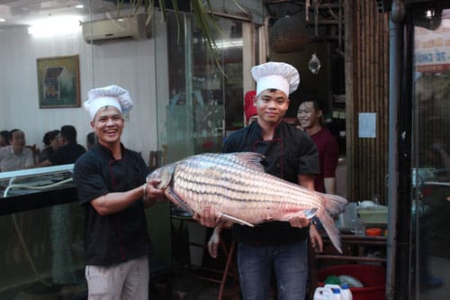 Cá trà sóc nặng 42kg mua từ ngư dân ở miền Tây đánh bắt trên sông Mê Kông.